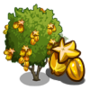 Golden Starfruit Tree