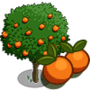Orange Tree 橘子樹