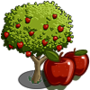 Apple Tree 蘋果樹