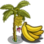 Banana Tree 香蕉樹