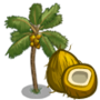 Golden Malayan Coconut Tree