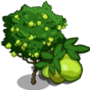 Guava Tree 番石榴樹(芭樂樹)