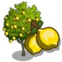 Ponderosa Lemon Tree