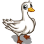 Goose 鵝