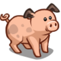 Pig 豬