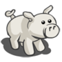 White Pig 白豬