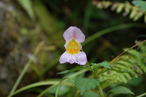 紫花鳳仙花, 南湖大山