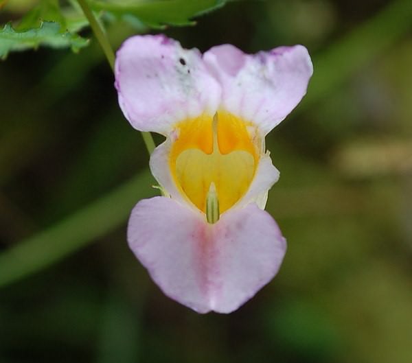 紫花鳳仙花, 南湖大山