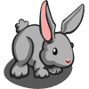 Gray Rabbit 灰兔