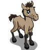 Foal Mustang 小野馬