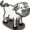 Tuscan Cow 托斯卡納牛