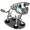 Tuscan Calf 托斯卡納小牛