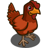 Rhode Island Red 洛島紅雞